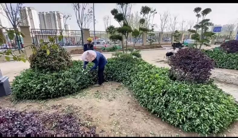 市政園林綠化工程 以專業施工，繪就城市生態畫卷