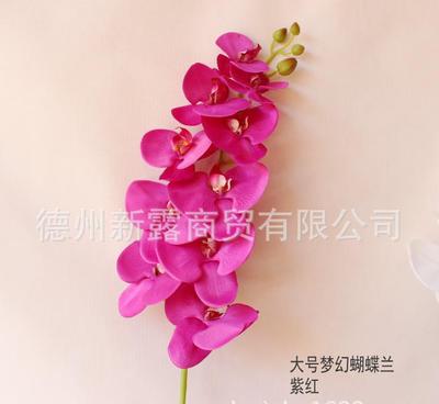 不止于裝飾 10頭大號夢幻蝴蝶蘭如何重塑家居美學(xué)新魂